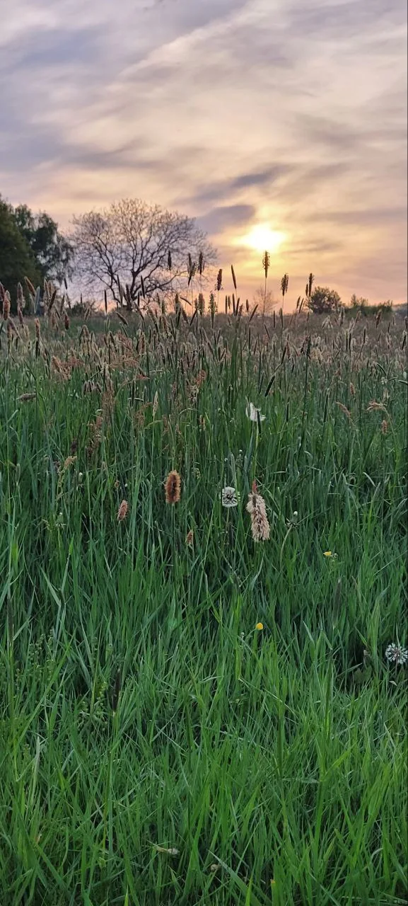 Morgensonne über einer Wiese mit Gräsern
